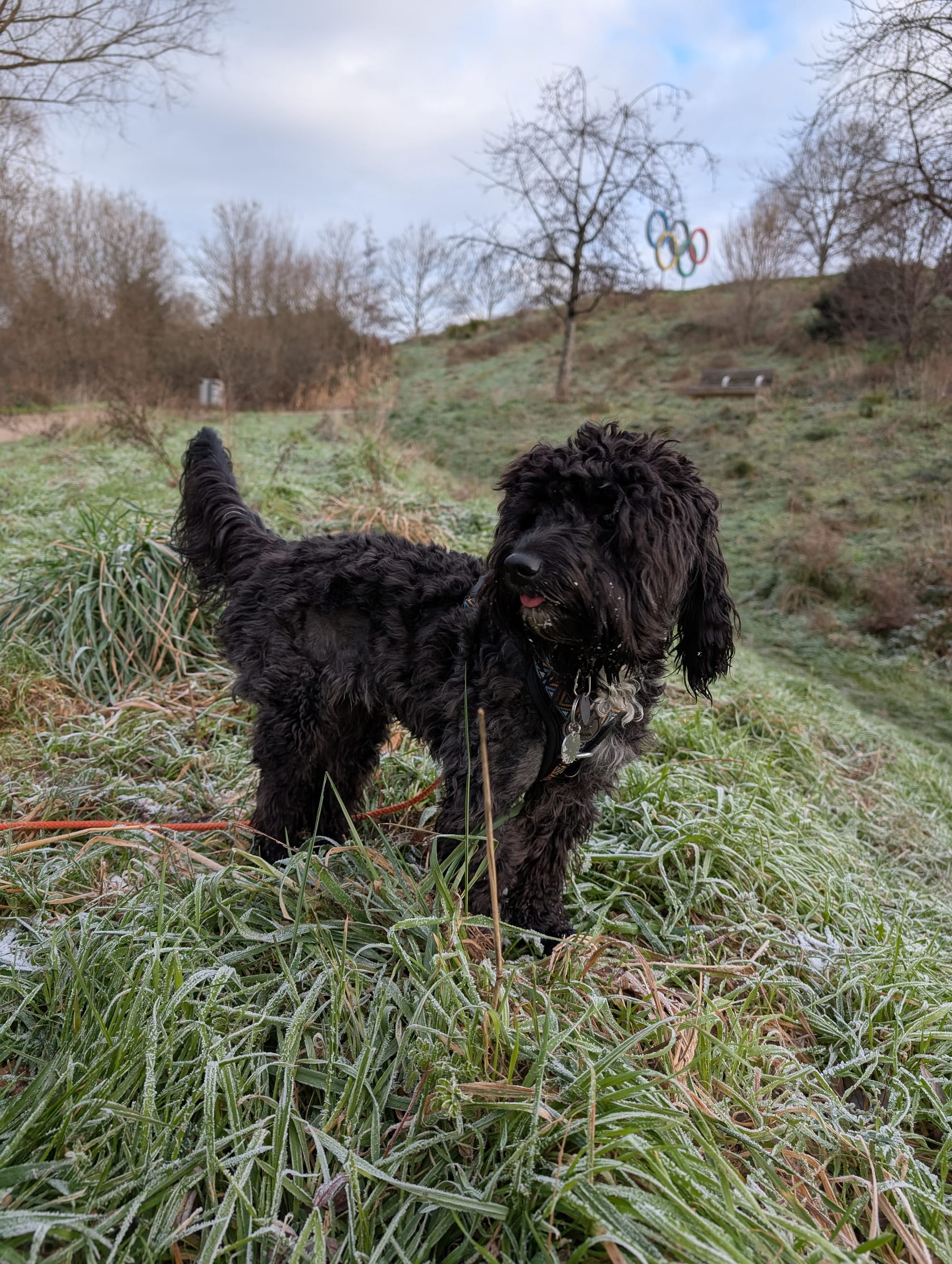 1 Year of Dog